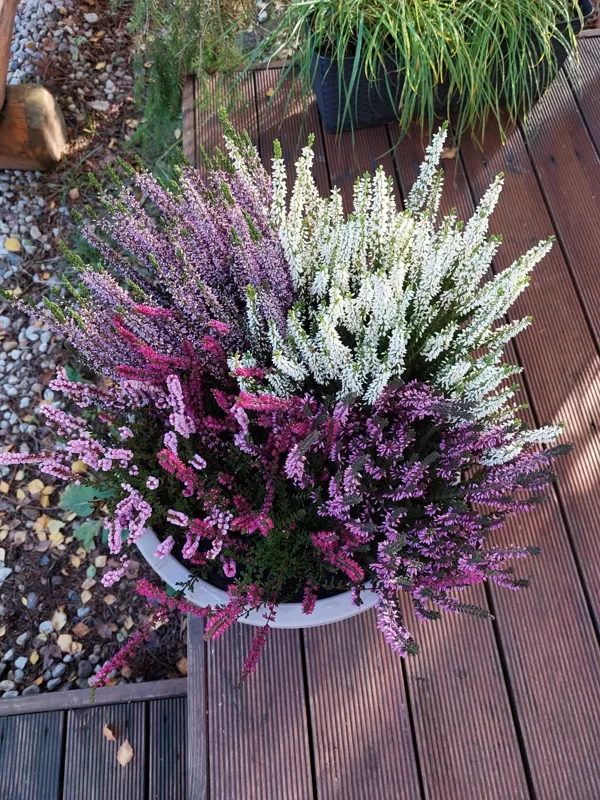 Calluna vulgaris, Heather (eng.)