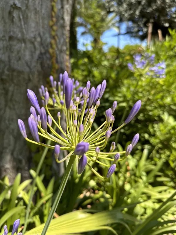 Agapanthus africanus - African lily