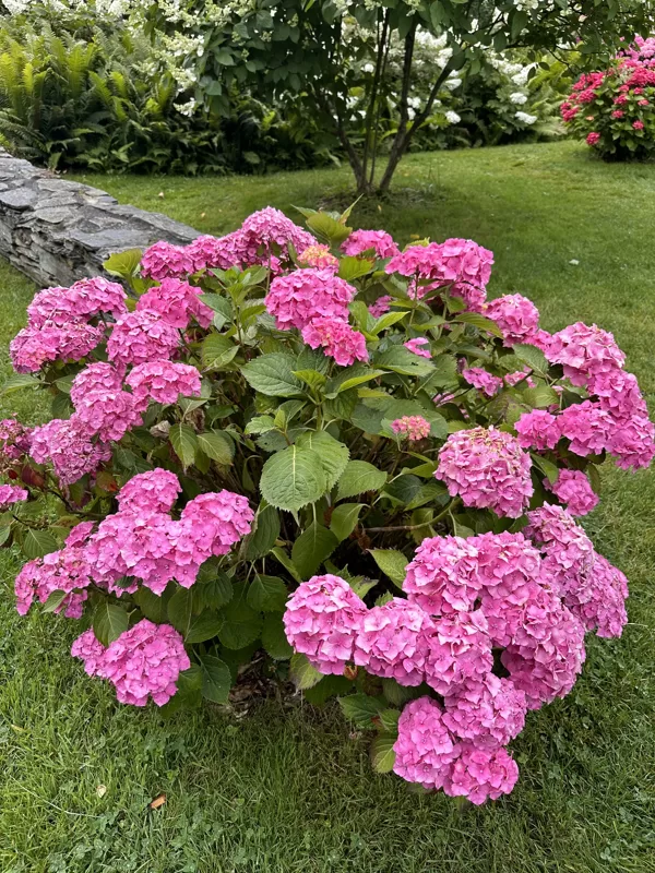 Hydrangea