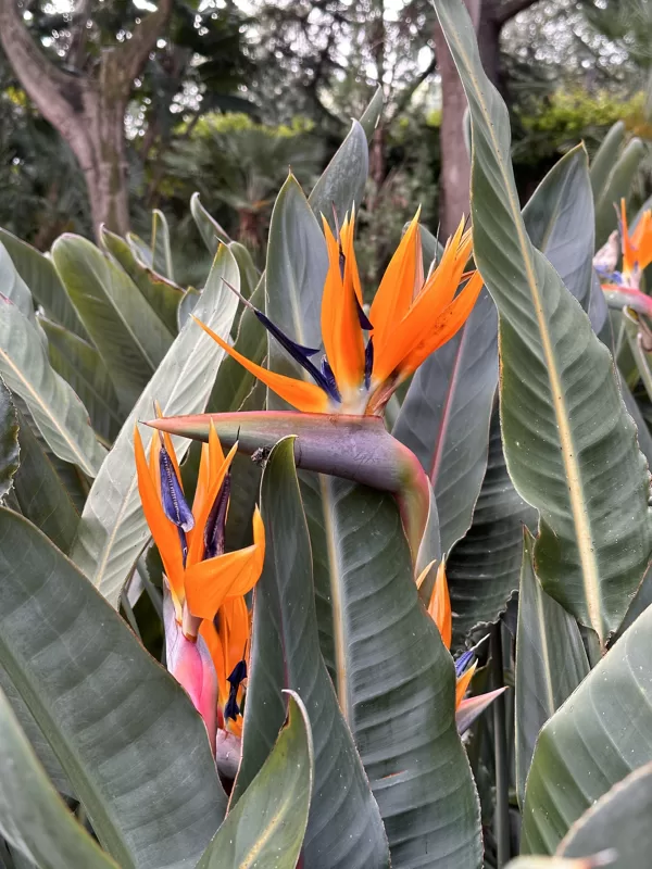 Strelitzia reginae