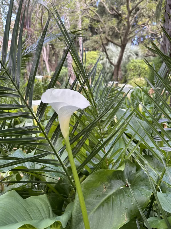 Zantedeschia aethiopica - Calla lily