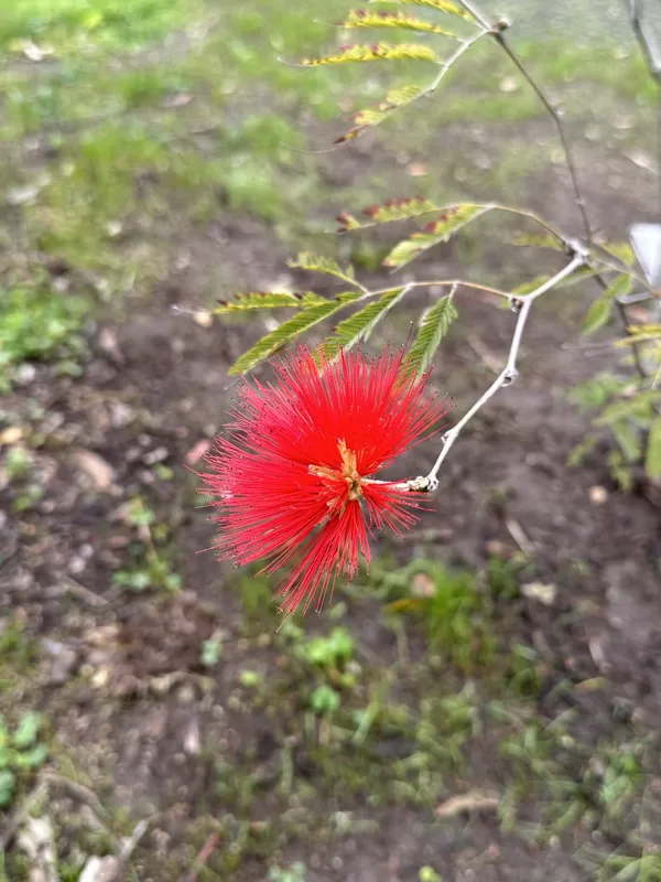 Calliandra tweediei